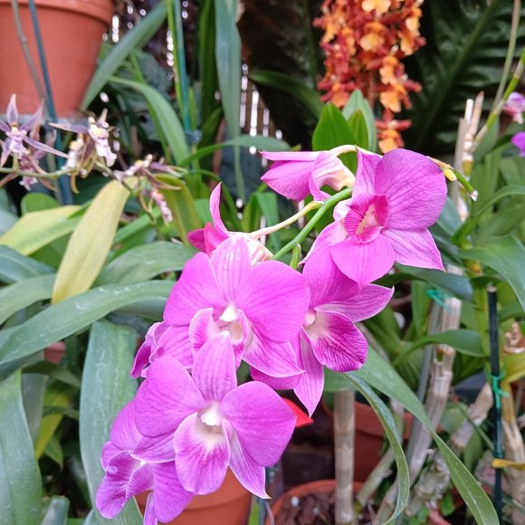 Snatch-able- Every Woman - Picture 2 of 6